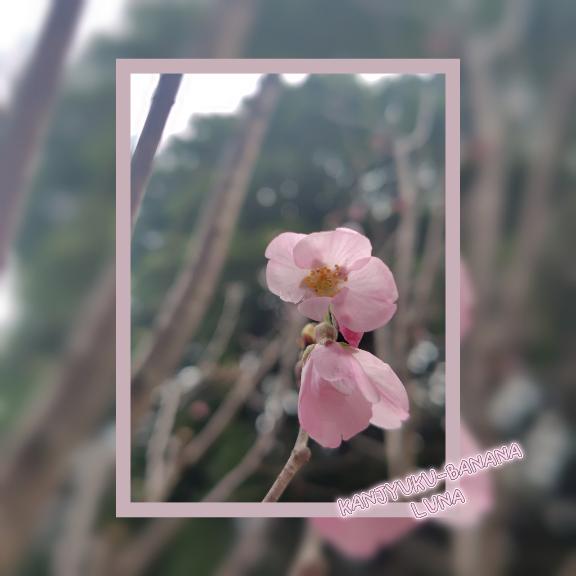 蕾がほころび始めて想うこと