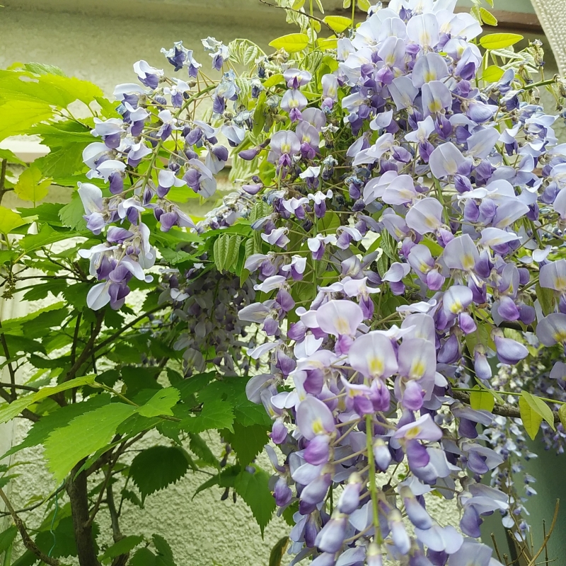 おはようございます♪