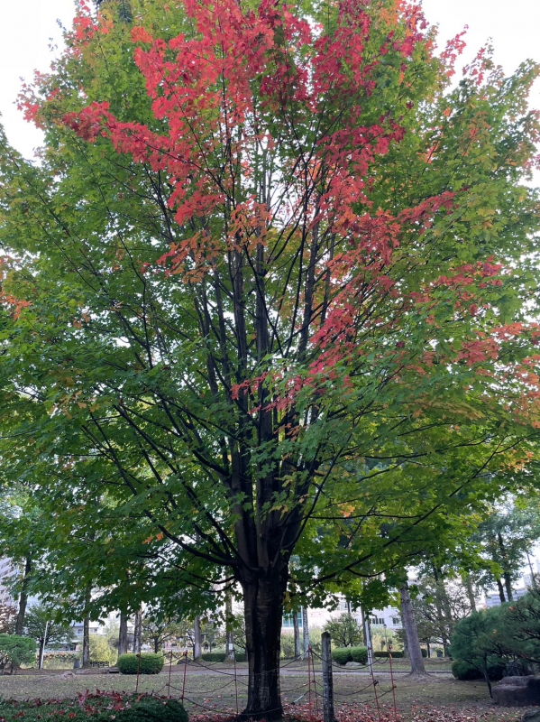 おはようございます♪