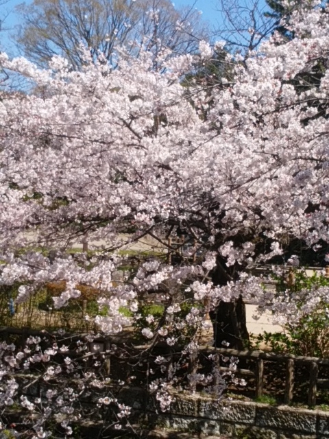 桜がが見たくて