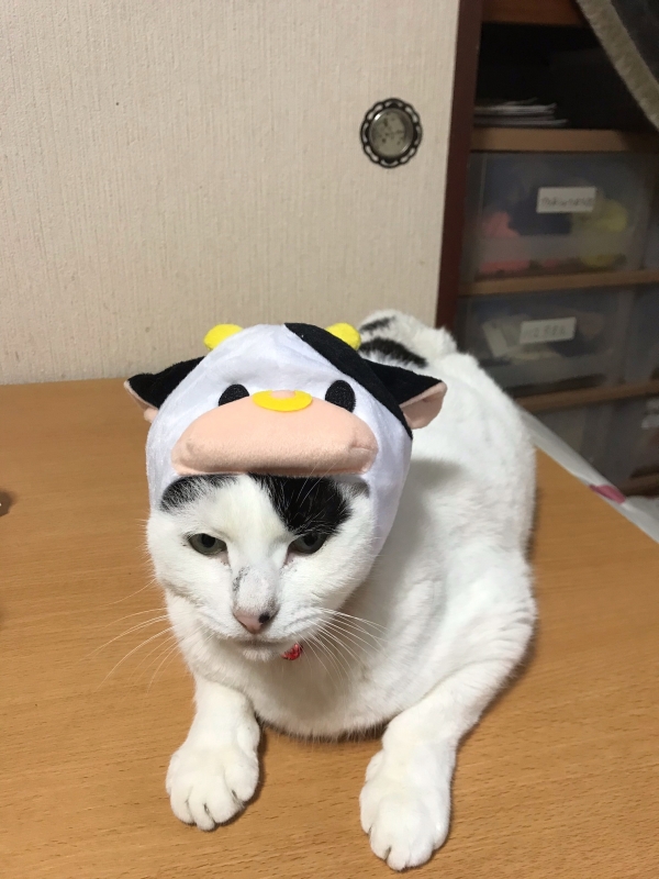 新年明けましておめでとうご